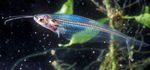 Glass catfish swims